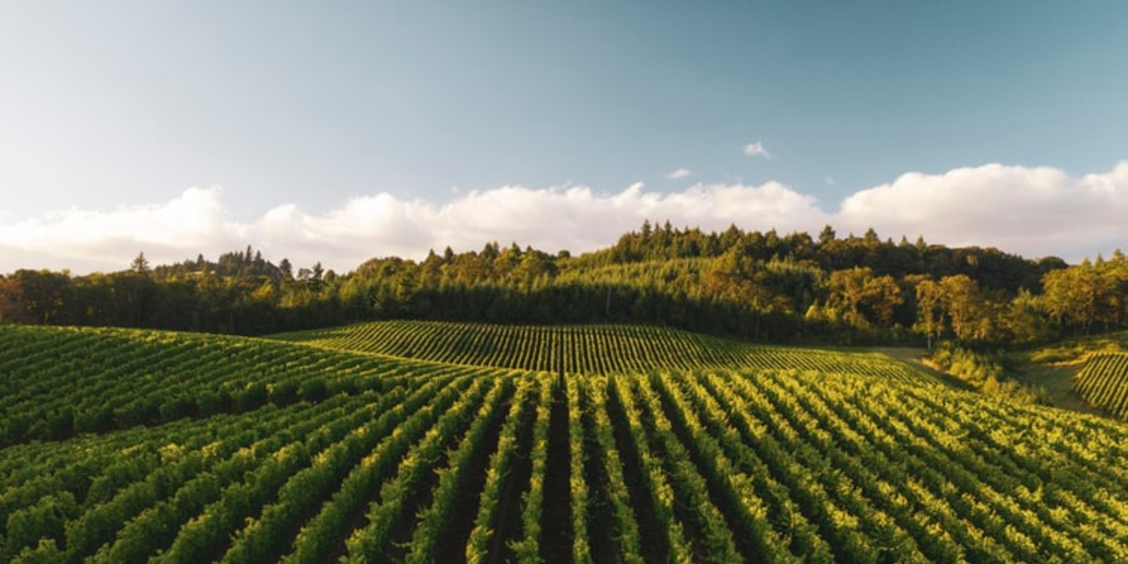 Fish Friendly Farming: Water, Wine, and Fish - Sustainable Agriculture for a Thirsty World