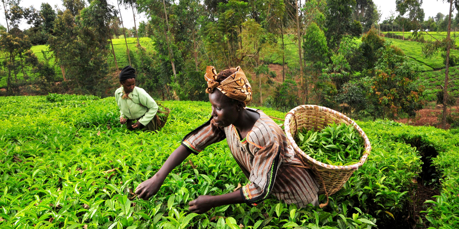 Juhudi Kilimo: Designing Microfinance Staff Incentive Plans (A)