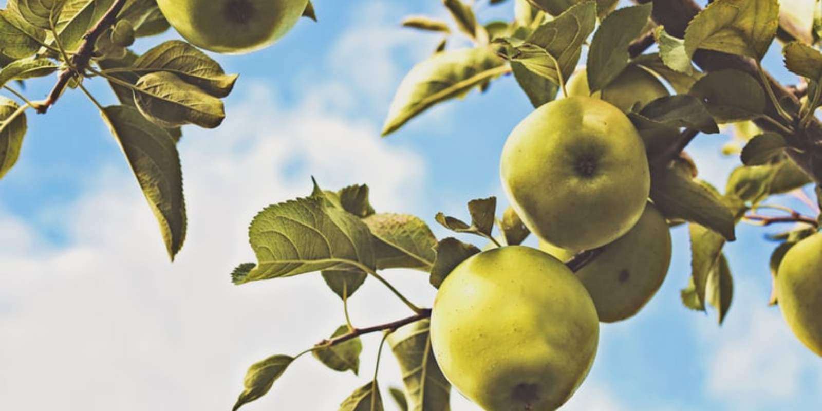 Fair Trade USA: Scaling for Impact