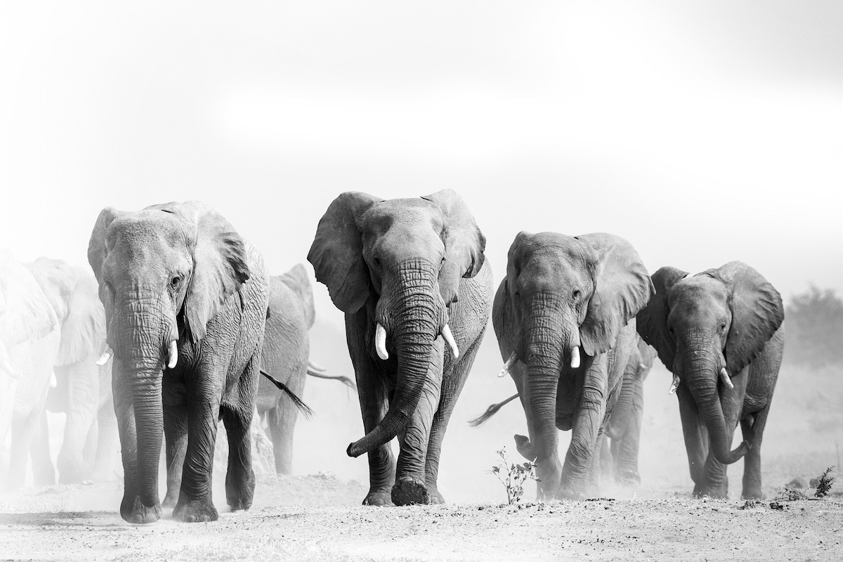 groupelephant.com 2021: Beyond Corporate Purpose